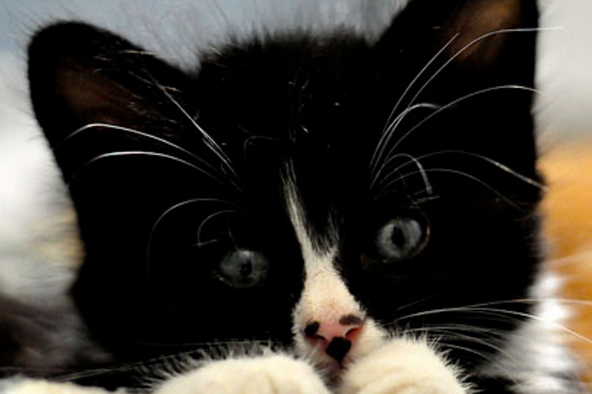 George the Tuxedo Kitten with Mittens