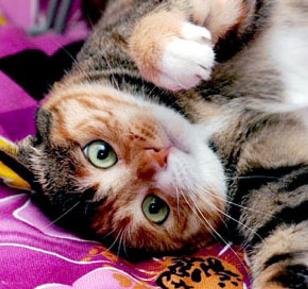 Ming the Mischievous and Smart Tortie Girl
