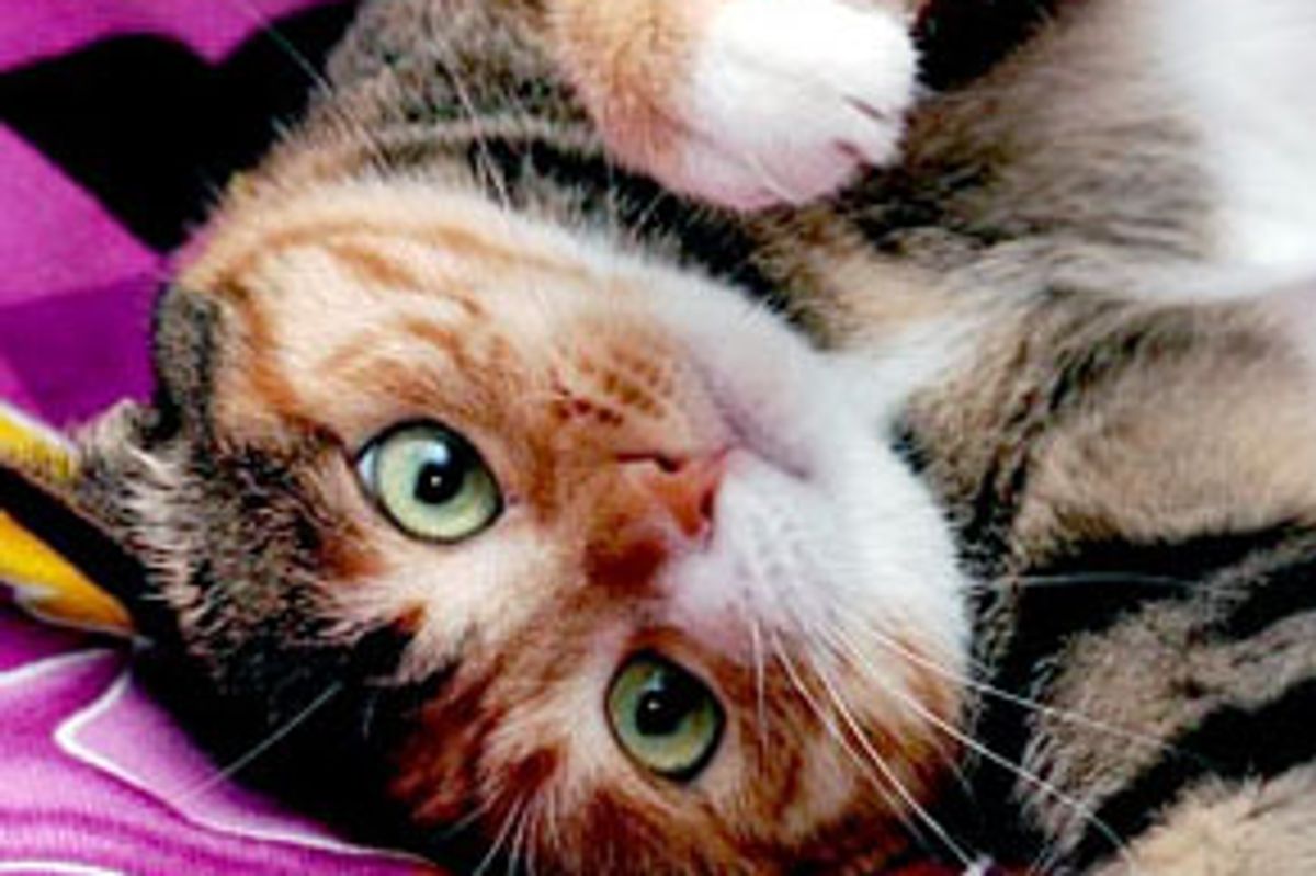 Ming the Mischievous and Smart Tortie Girl