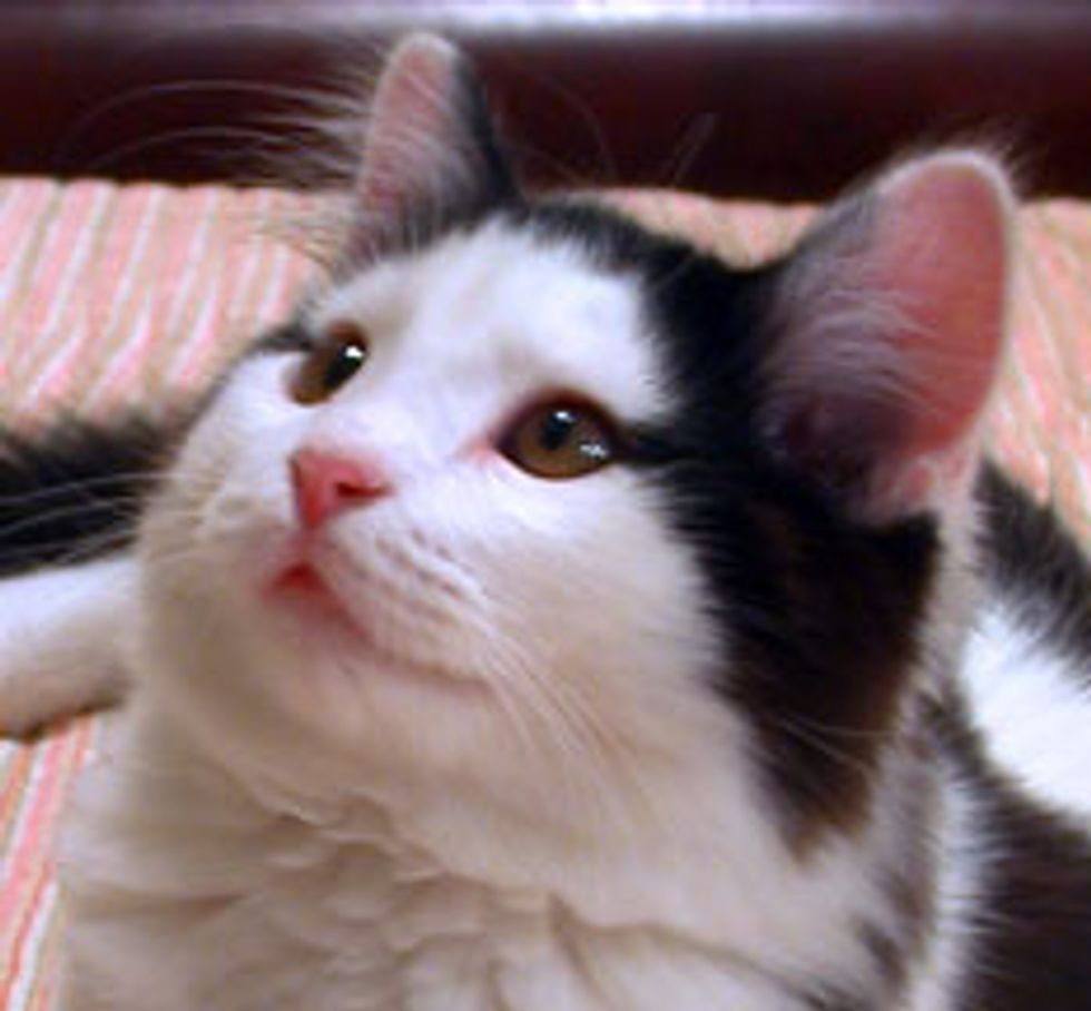 Lacy the Kitty Found Forever Home