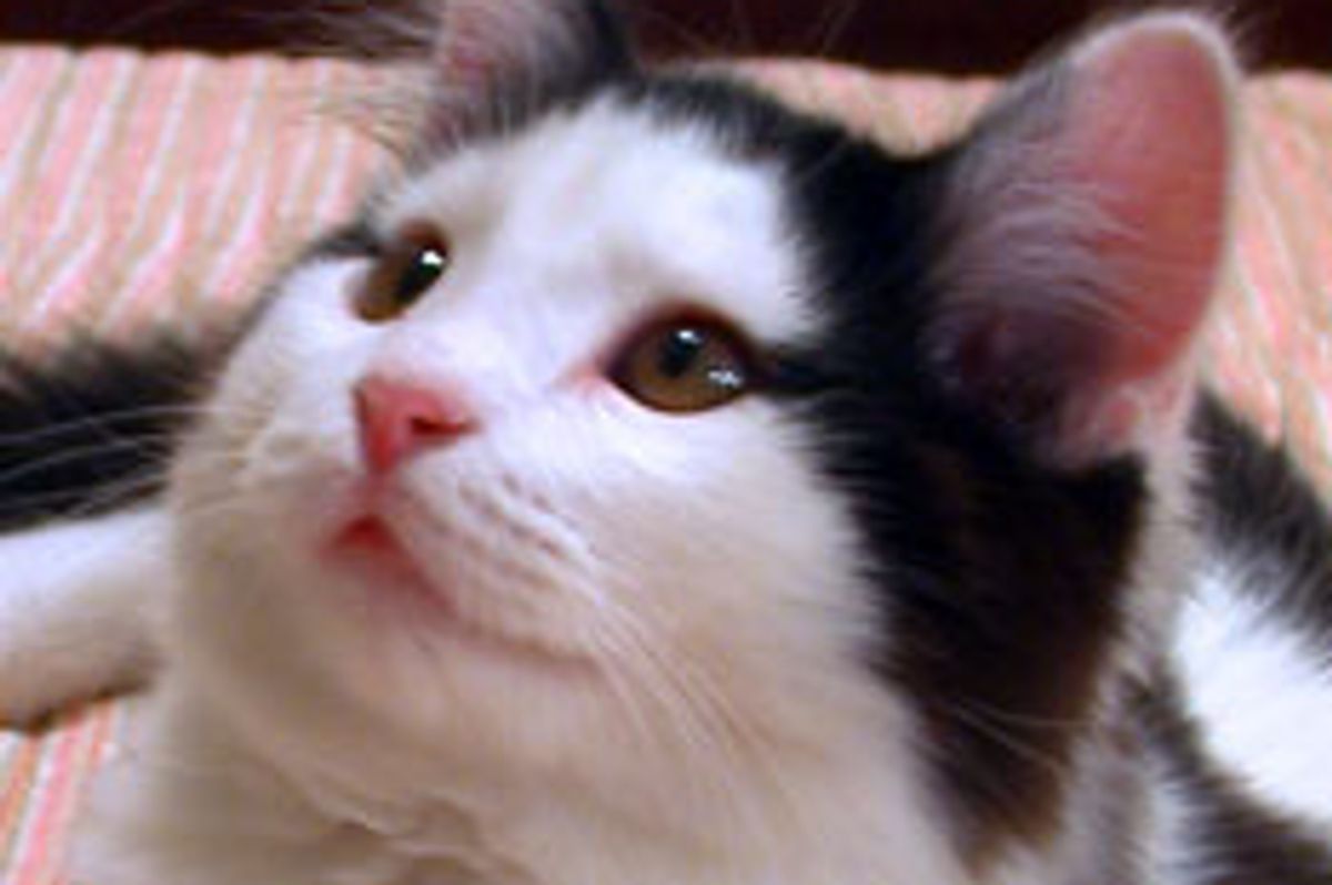 Lacy the Kitty Found Forever Home