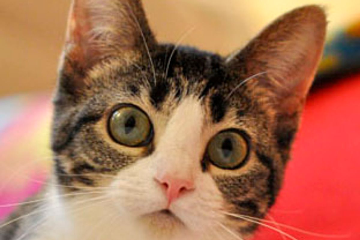 Bella the Shy Kitty Found Her Home