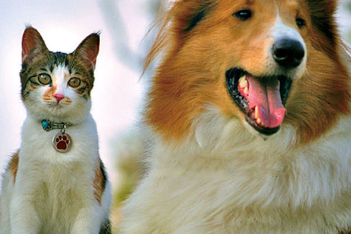 Cat and Her Inseparable Canine Friend