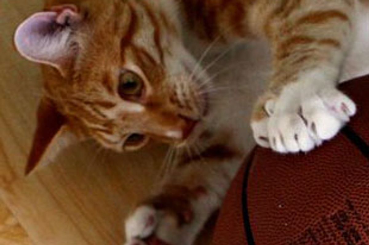 City the Kitty Treasure Hunting