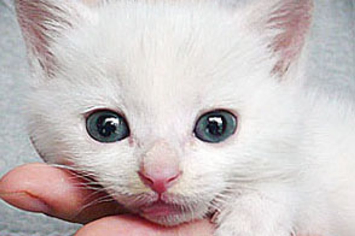 Round the Little White Rescue