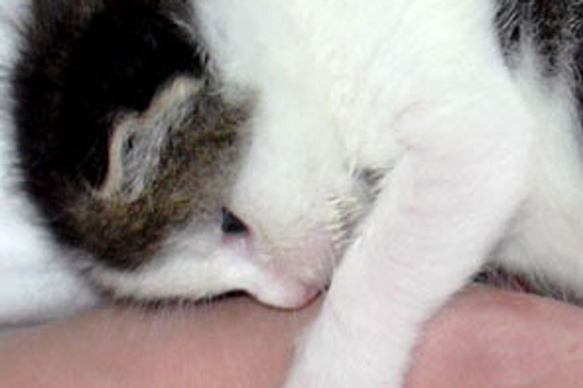 Kasimir the Little Furry Survivor