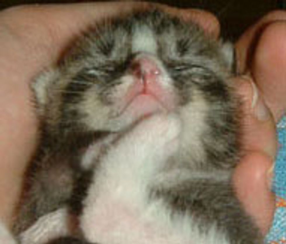 Gary the Little Furry Survivor