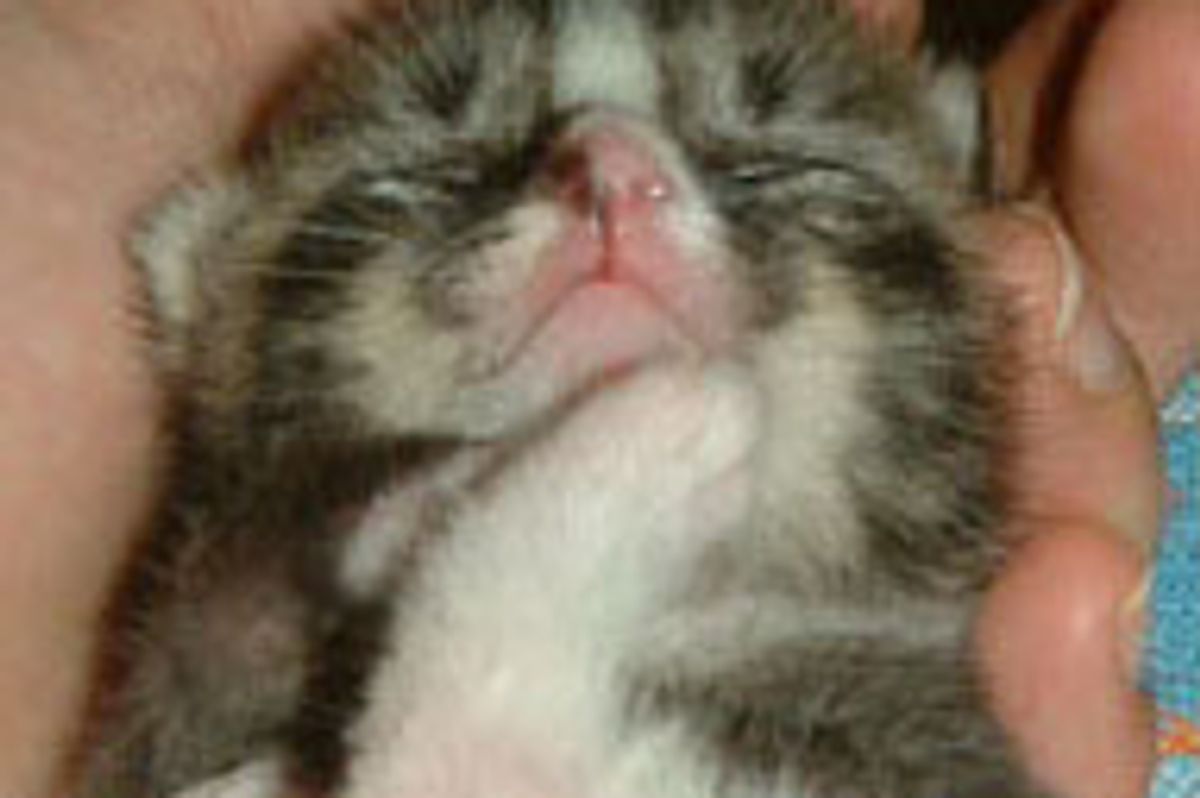 Gary the Little Furry Survivor