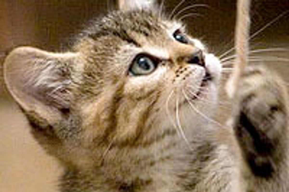 The Unexpected Furry Addition to the Family