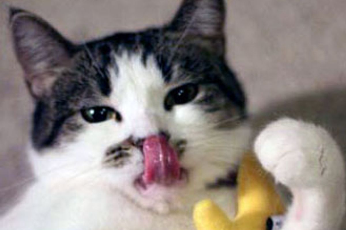 Vidalia the Sweet Rescue that Touches Hearts