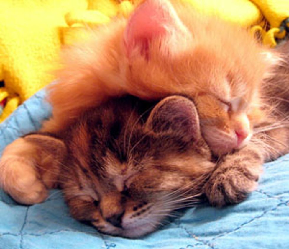 The Cuddly and Snuggly Ginger Kitten