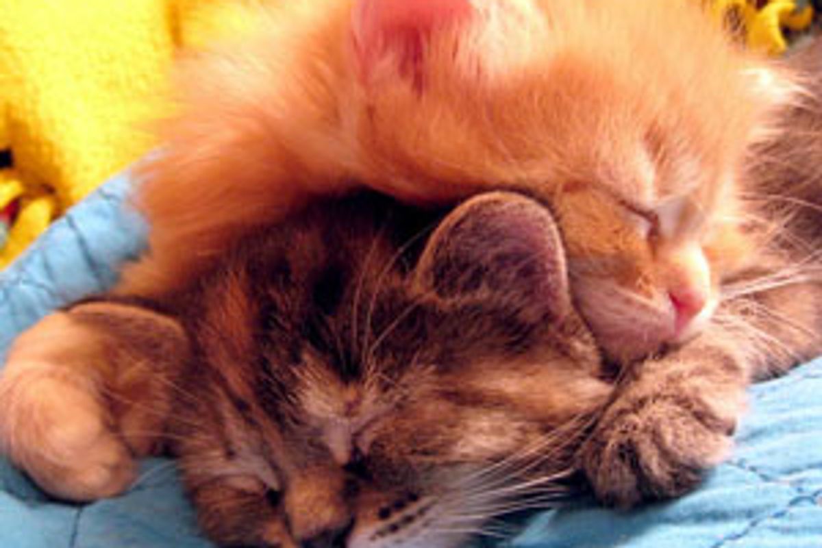 The Cuddly and Snuggly Ginger Kitten