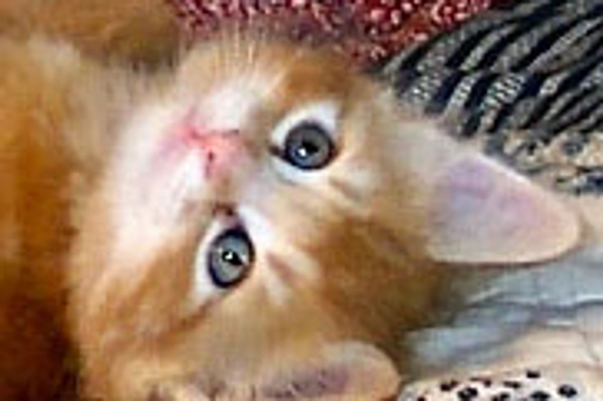 Mingo and Fanty the Ginger Pair