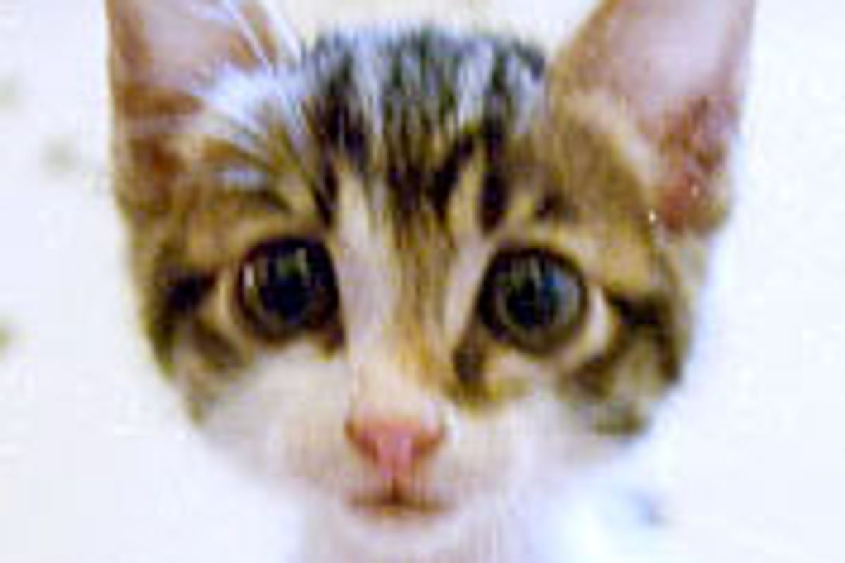 Kitty with Radar Ears and Large Eyes