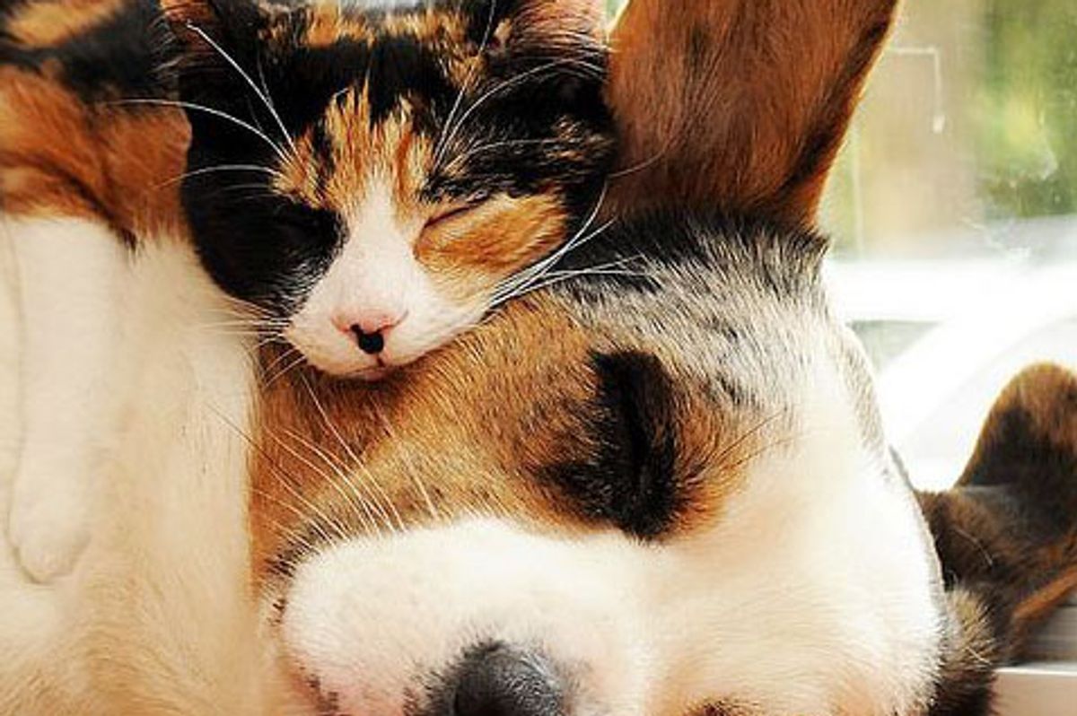 Sophie the Calico and Her Best Furever Furiend