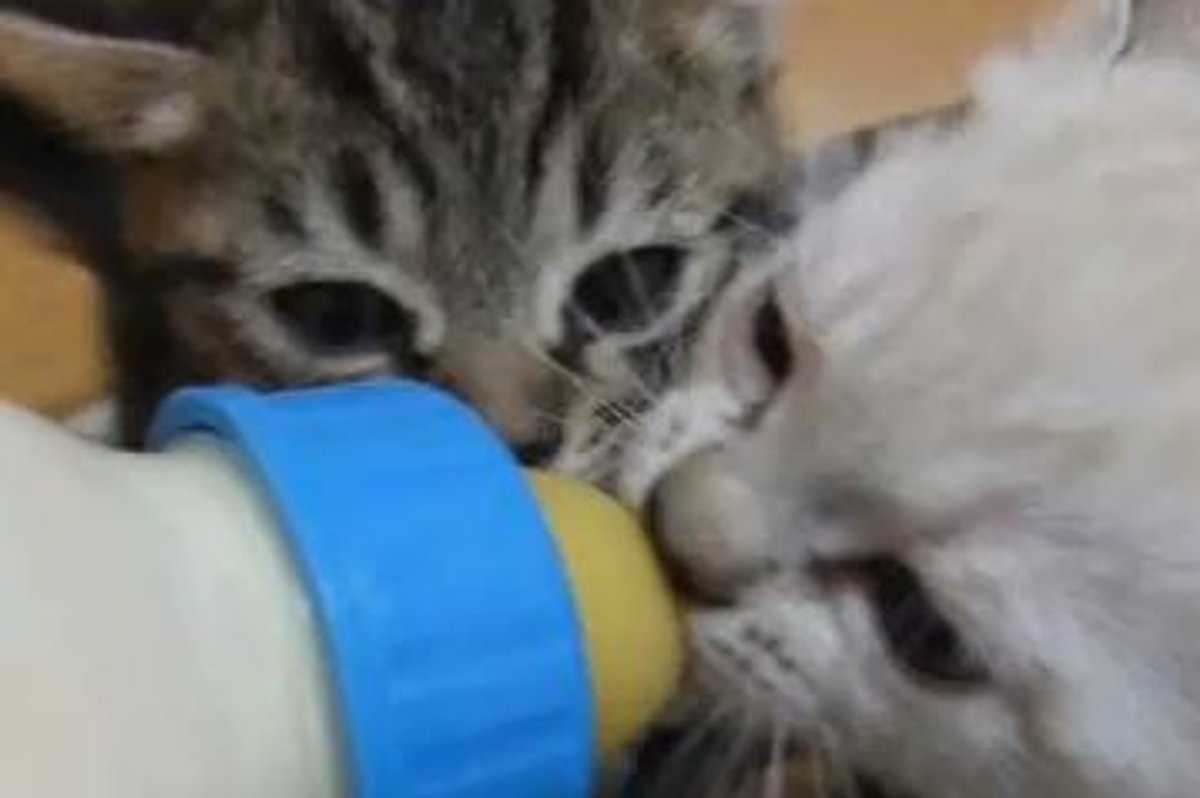 Kittens Crazy for Milk