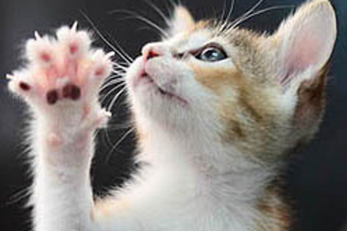 Itty Bitty Calico Rescue