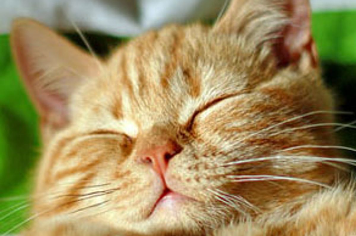 Dexter the Ginger Kitty Turns Man into Cat Lover