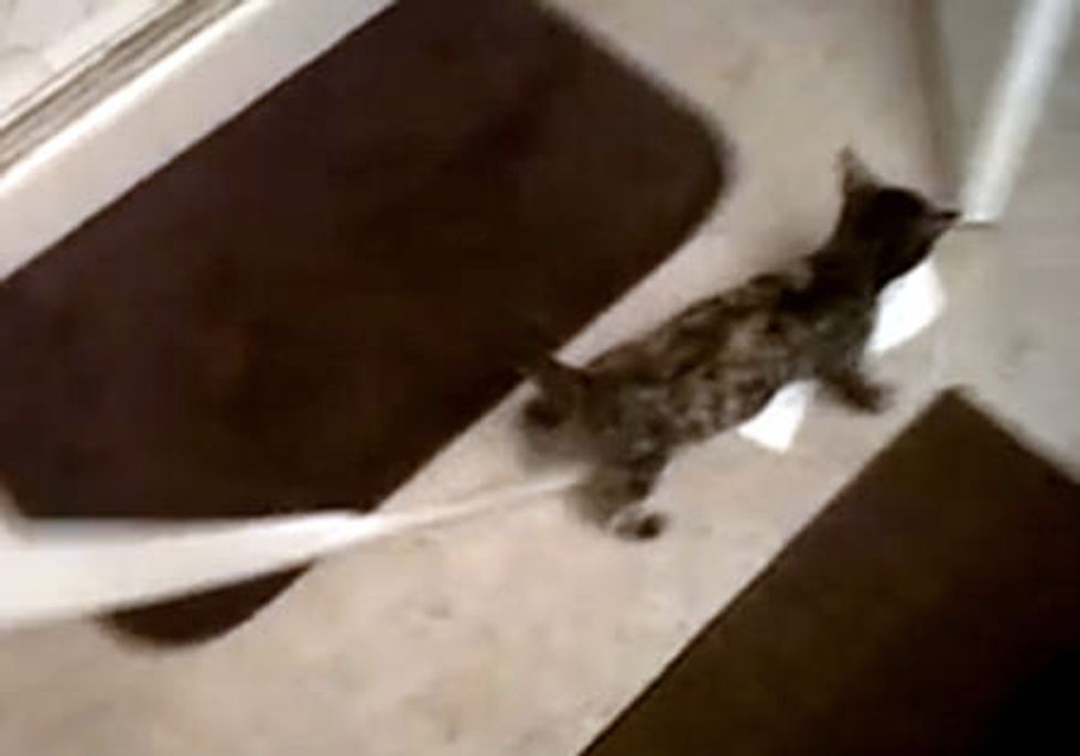 Cute Tortie Kitty Confiscates Toilet Paper