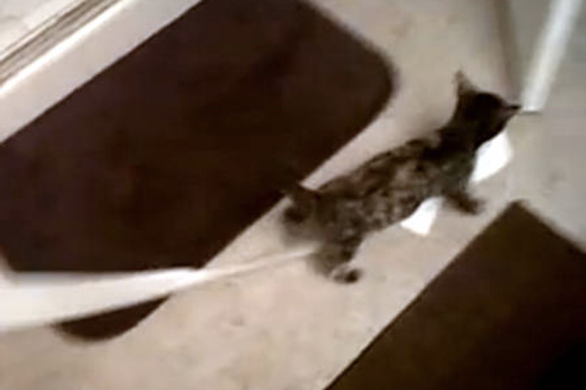 Cute Tortie Kitty Confiscates Toilet Paper