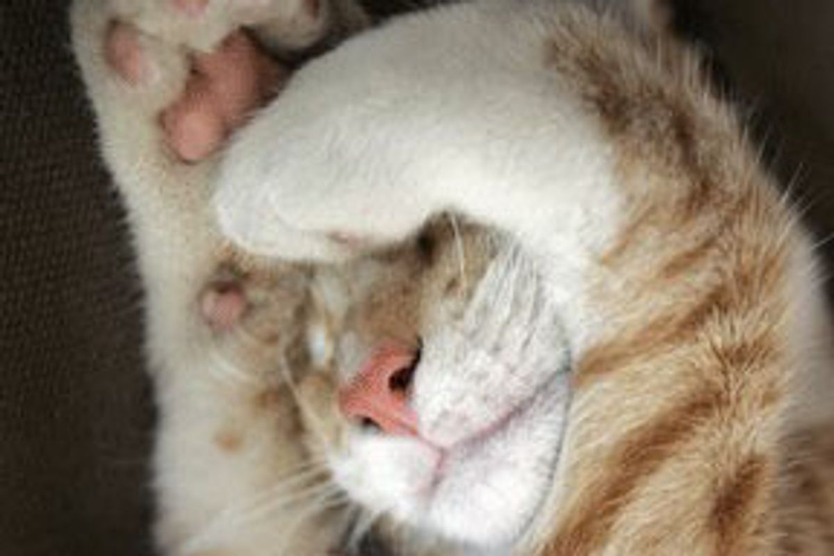 City the Kitty and His Balancing Act