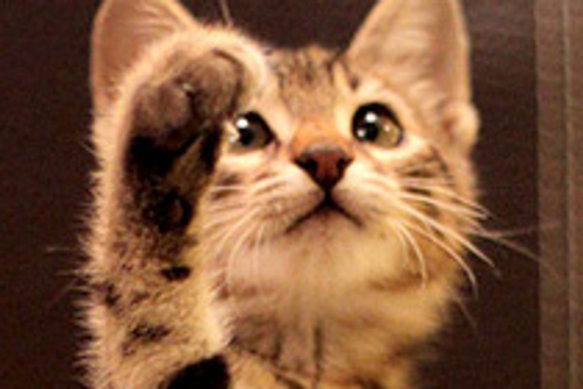 Bastet the Little Tabby Star