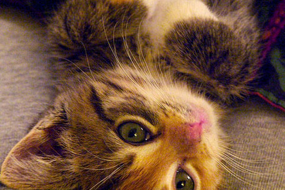 Fiona the Calico Lap Kitty