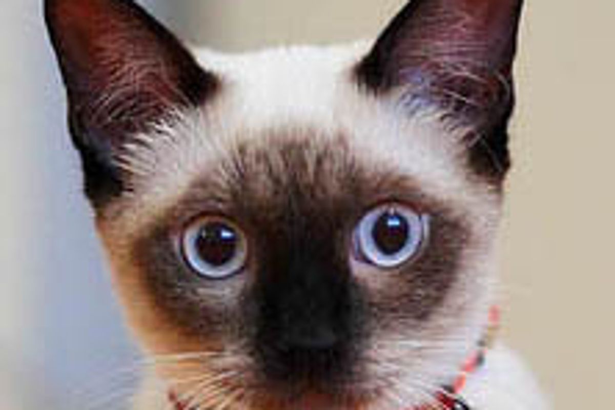 Sealy the Rescue Kitty Given a Second Chance