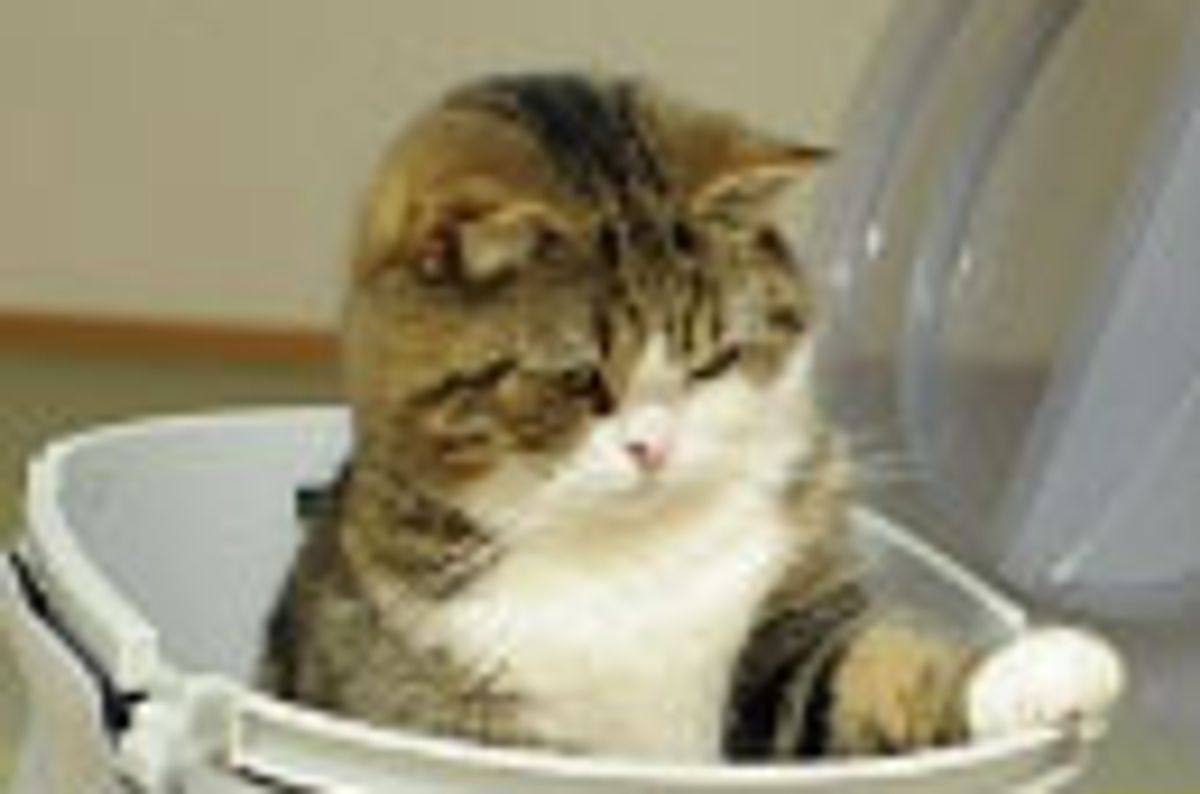 Maru and Pokke are Safe After the 8.9 Earthquake in Japan, Cat Island is Near Epicenter