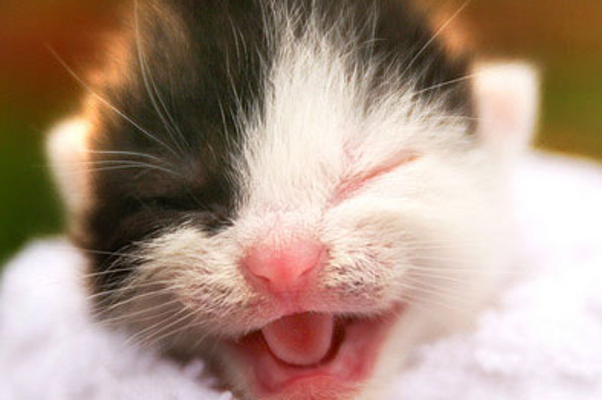 Sweet Calico Kitty