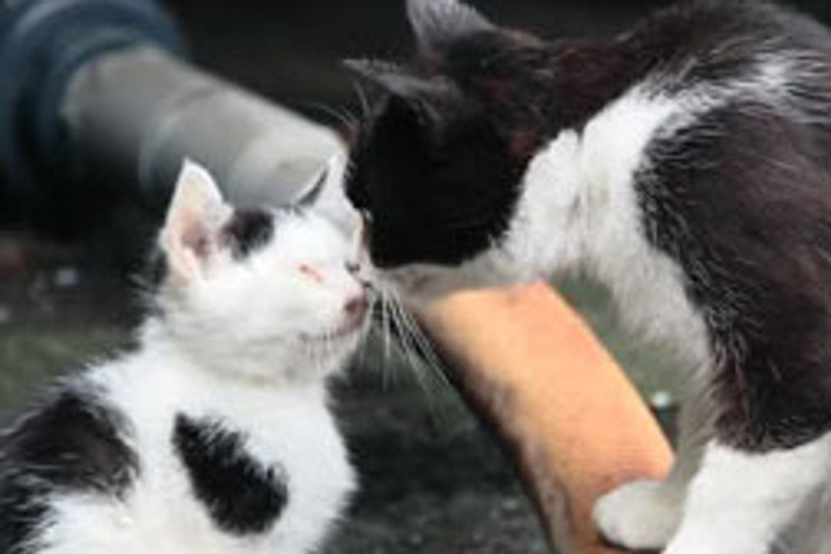 Cat Island Status After Japan was Hit by Tsunami