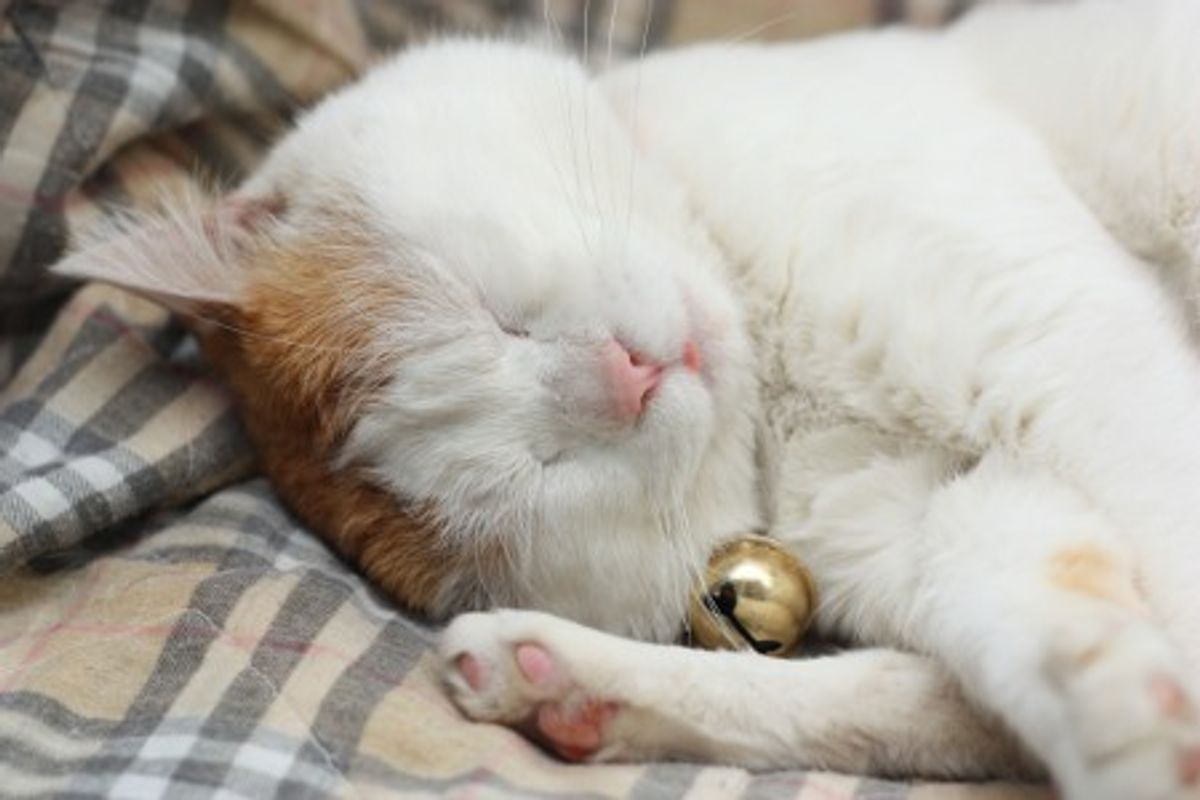 Shironeko Status After Japan was Hit by 8.9 Magnitude Earthquake