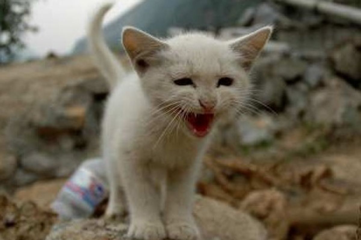 Good News from Cat Island, How to Help