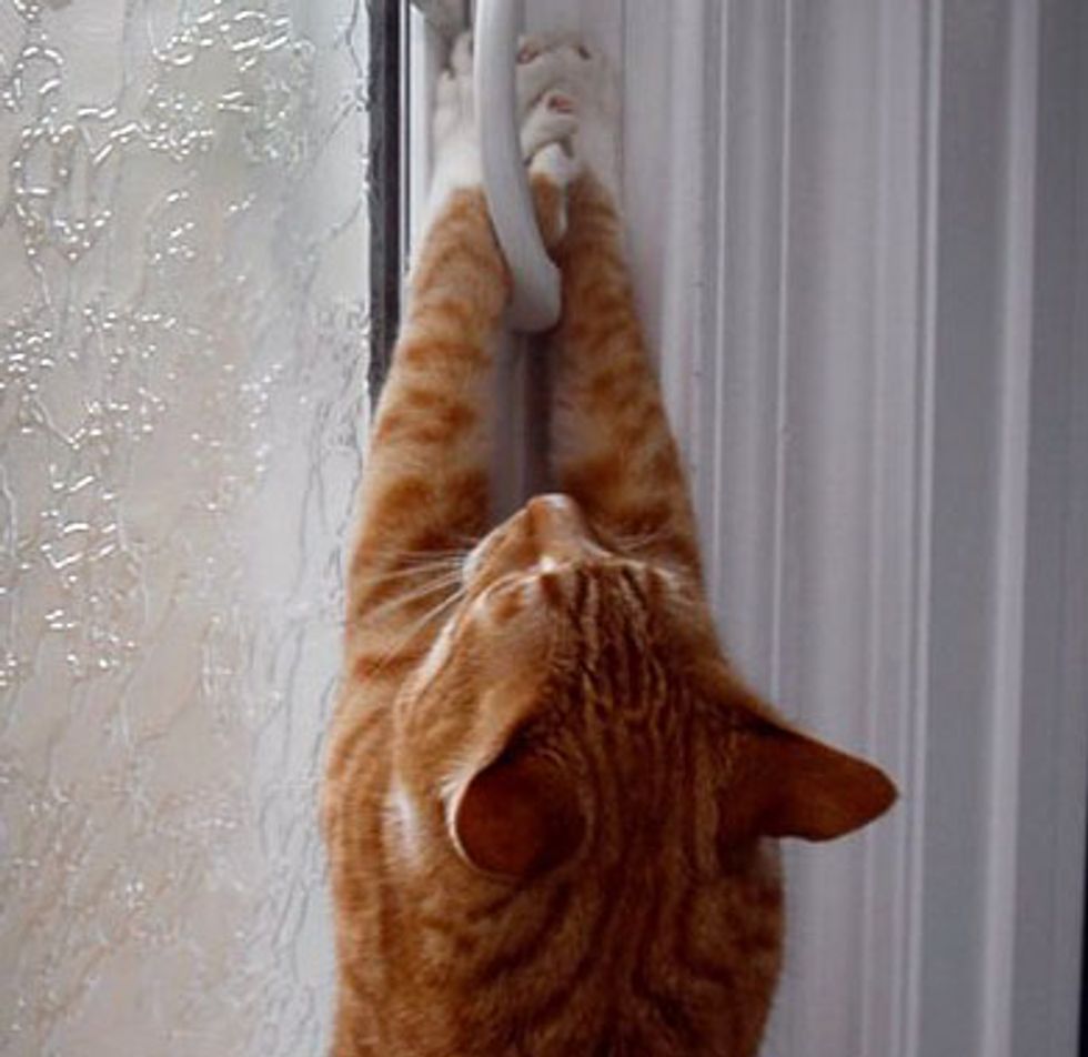 City the Kitty's Two-legged Plan
