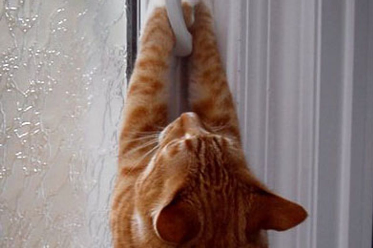 City the Kitty's Two-legged Plan