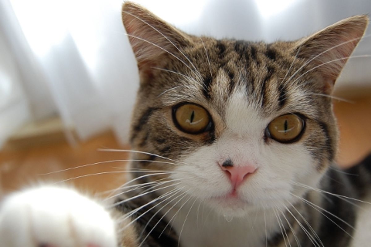 Maru After the Earthquake in Japan