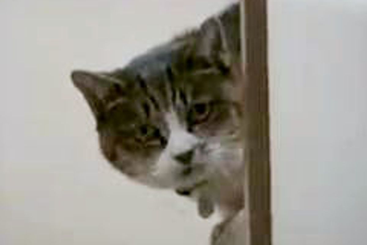 Cat Survived Earthquake and Reunited with Family