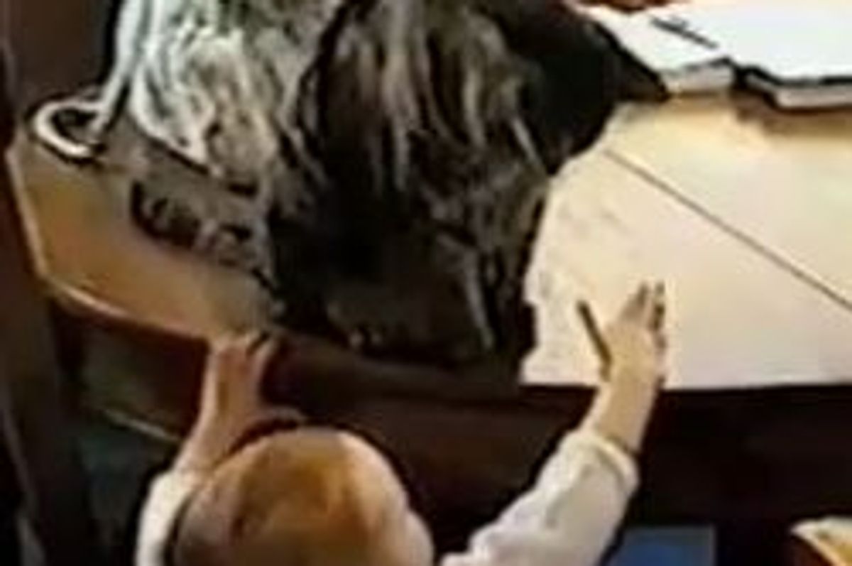 Cat Teaches Baby Toddler to Fetch