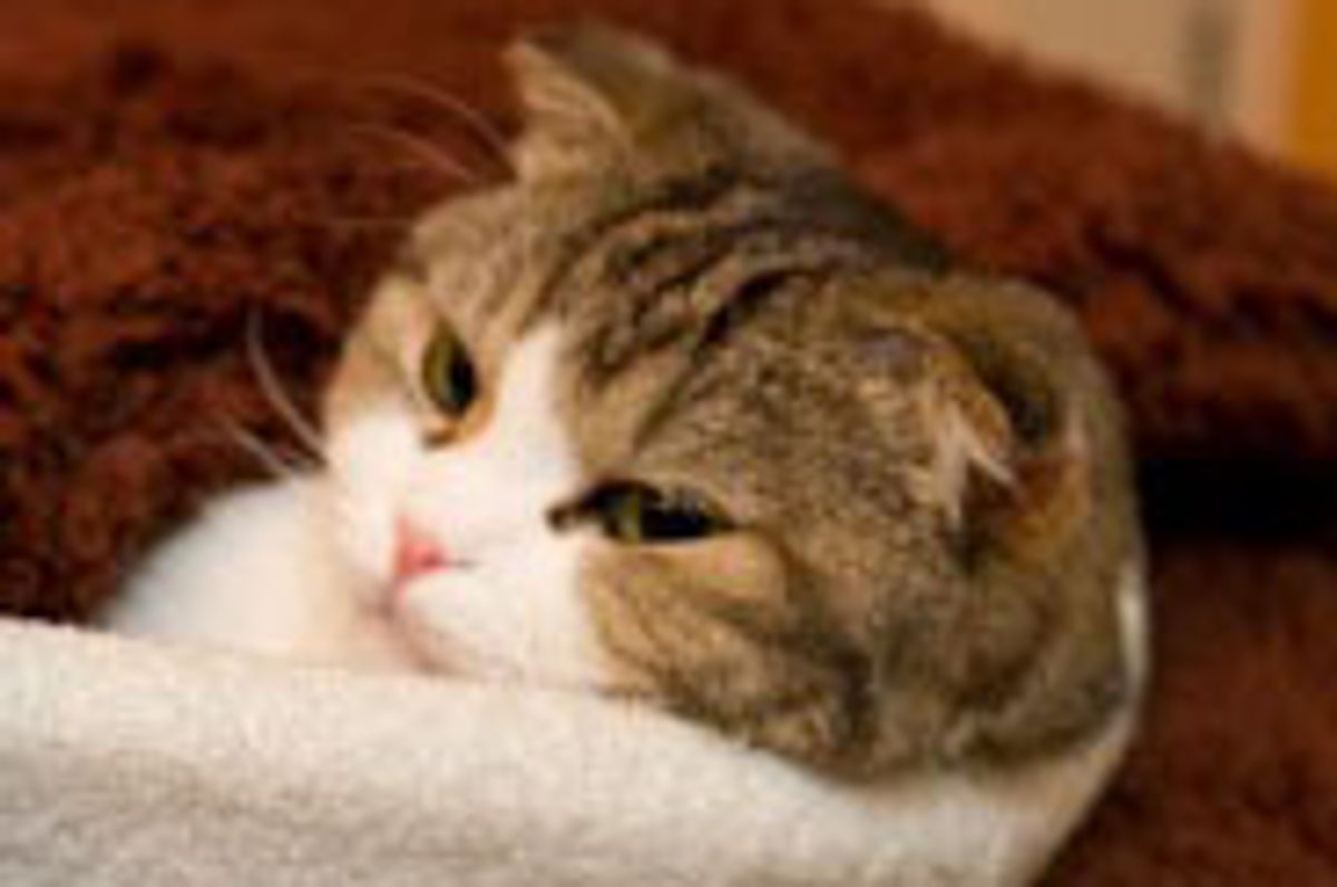 Nekoyanagi Helps Conserve Energy After Earthquake in Japan