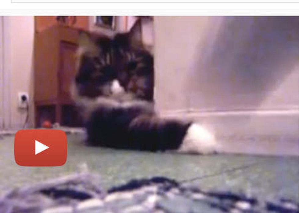 Cat Plays Catball