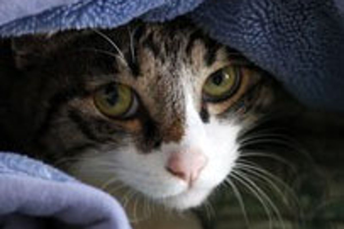 Animal Rescue is Ongoing After Earthquake and Tsunami Hit Japan