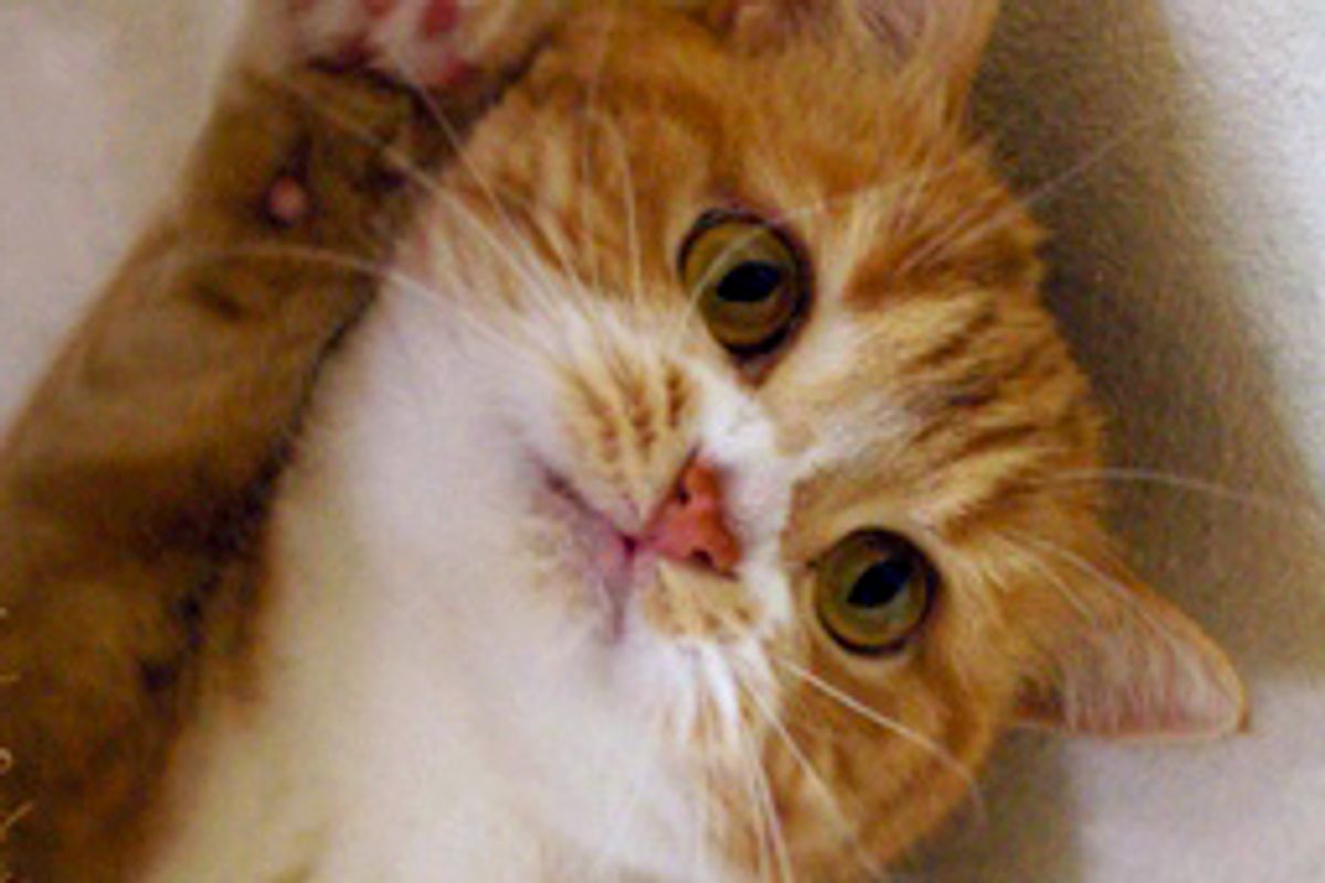 Pupu the Ginger Kitty, Little Role Model in Her Family