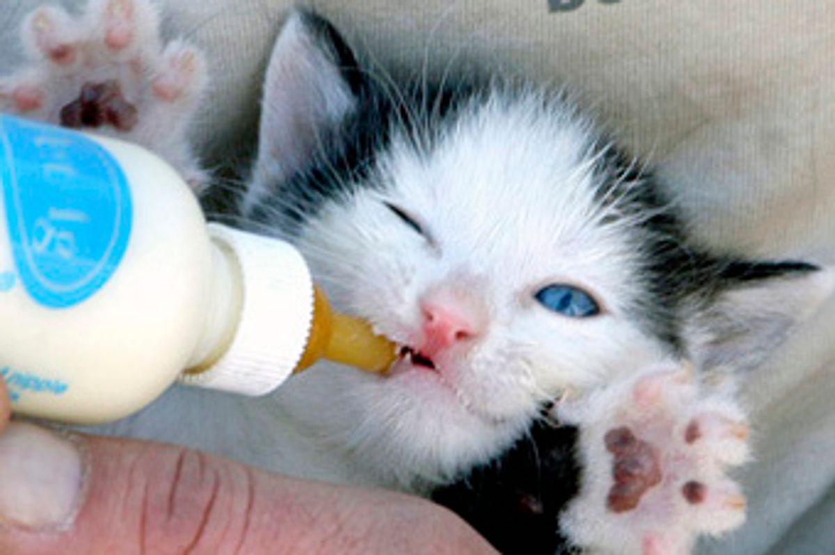 Happy Bottle Fed Kitten