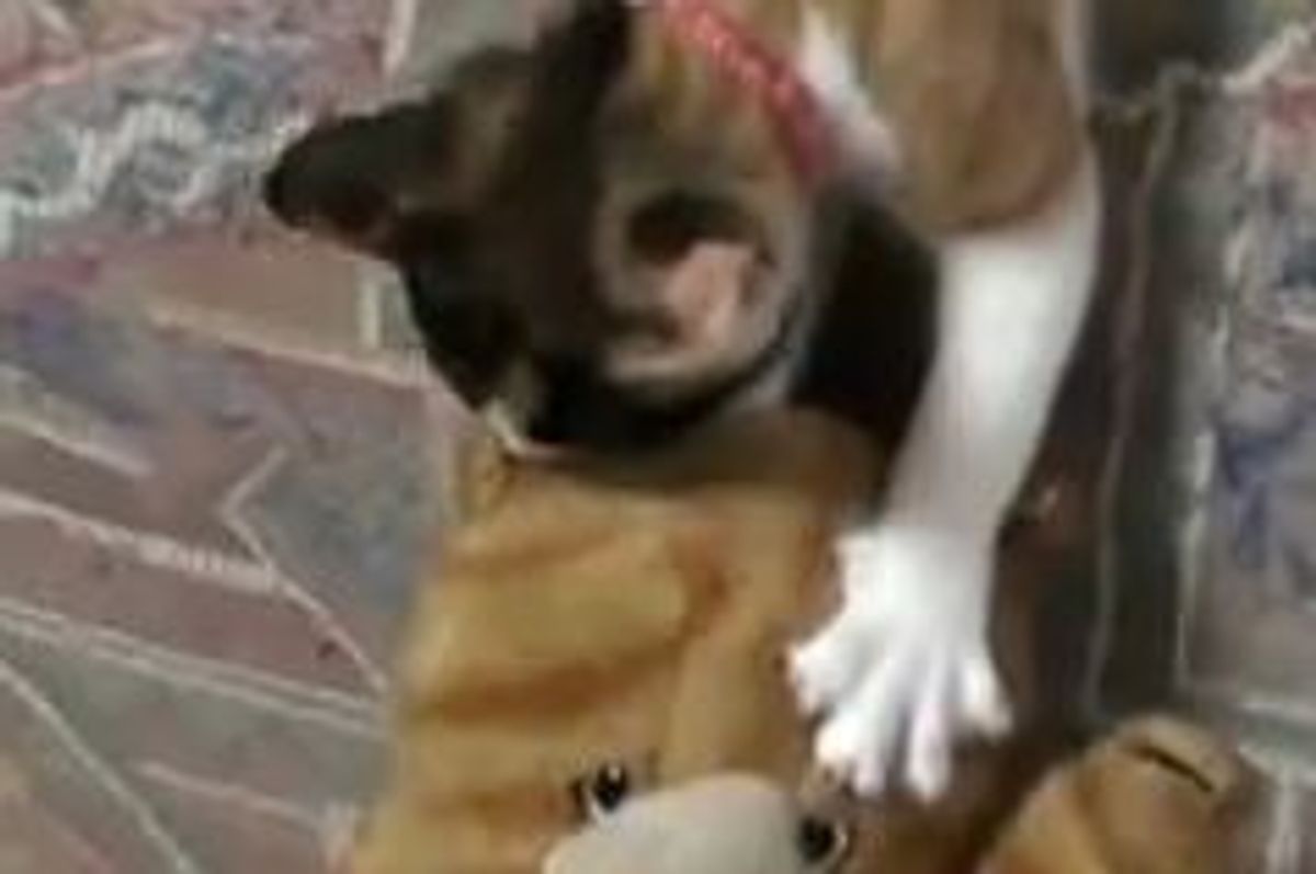 Calico Kitty Battles Stuffed Animal