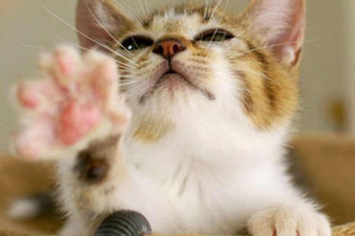 Cocoa and Milk's Journey to Their Forever Home