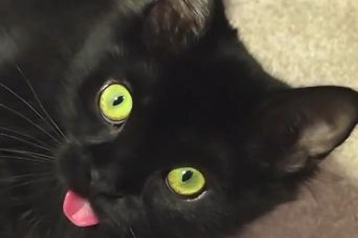 Kitty's Bath Interrupted, Forgets to Put Tongue Away
