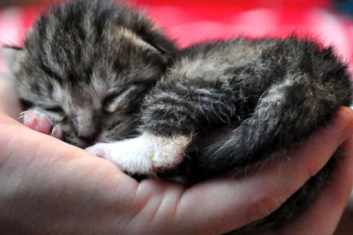 Hubble the Little Foster Kitten