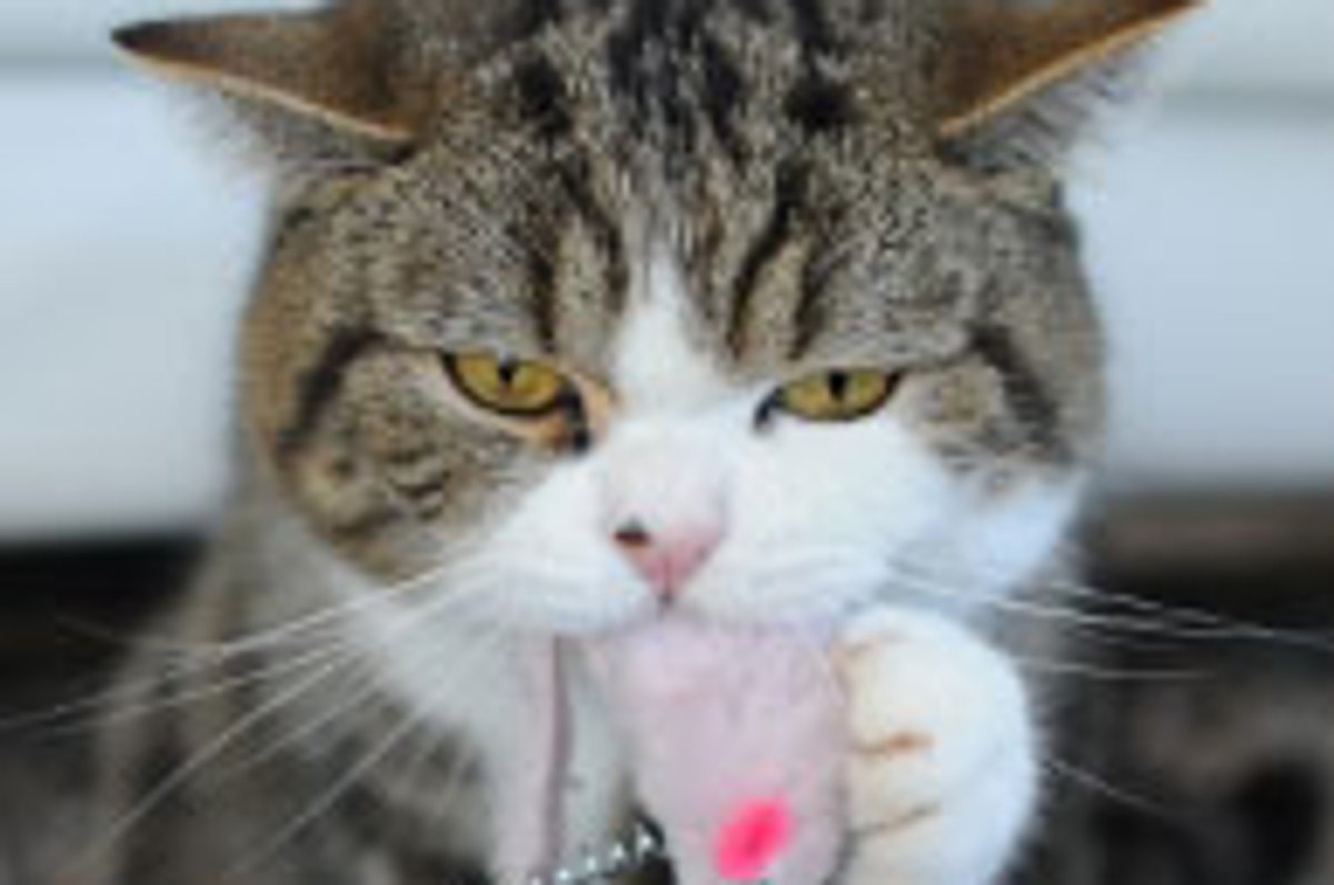 What's Maru Been Up to Lately?