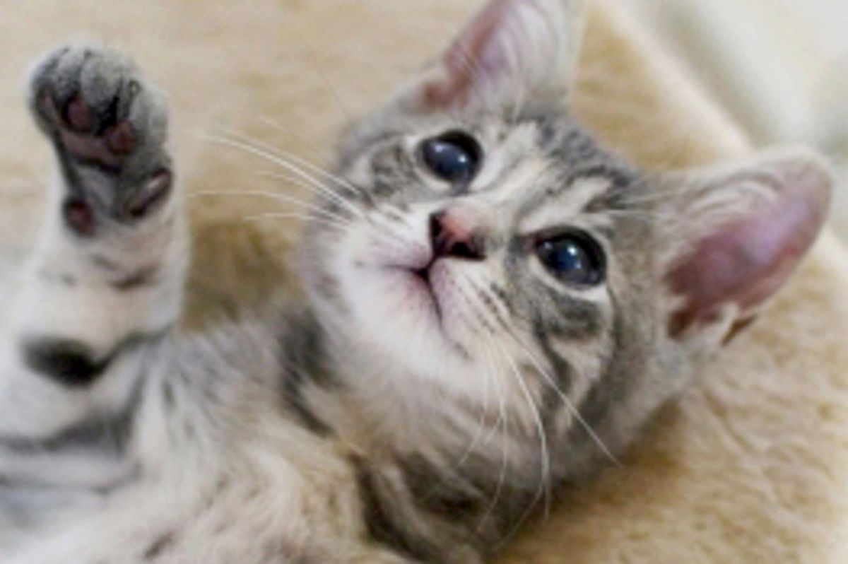 Miku the Little Big Eared Squeaker