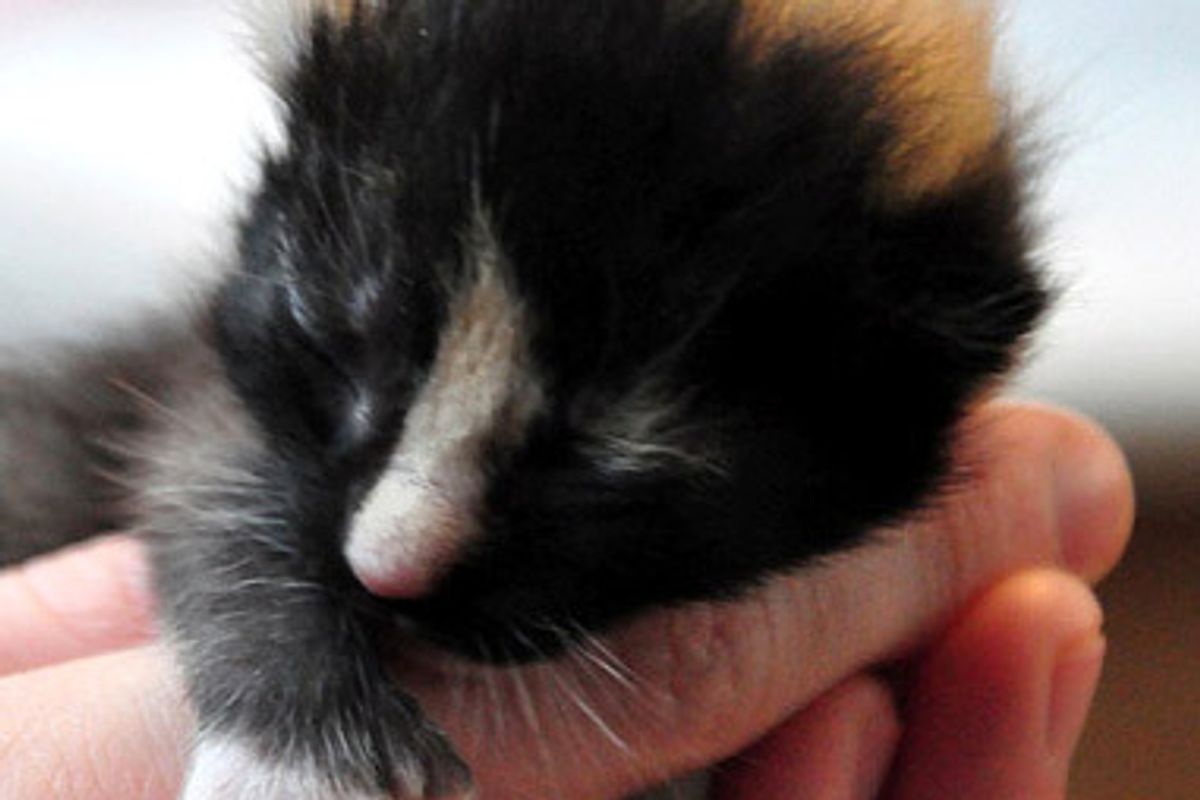 Calico Foster with Many Toes
